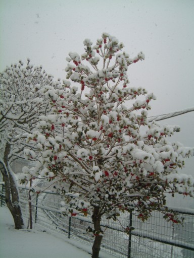  Image name: DSCF5068.JPG 
 width: 384 pixel 
 height: 512 pixel 
 Size: 62030 bytes 
 Click to enlarge 